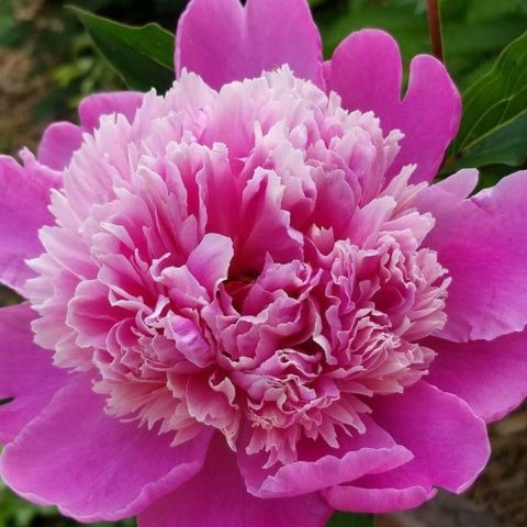 Peony Red Grace: photo and description, reviews