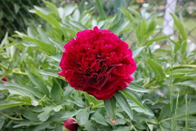 Peony Red Grace: photo and description, reviews