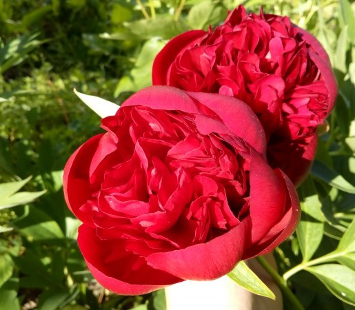 Peony Red Grace: photo and description, reviews