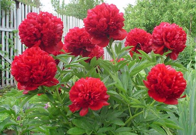 Peony Red Magic (Red Magic): photo and description, reviews