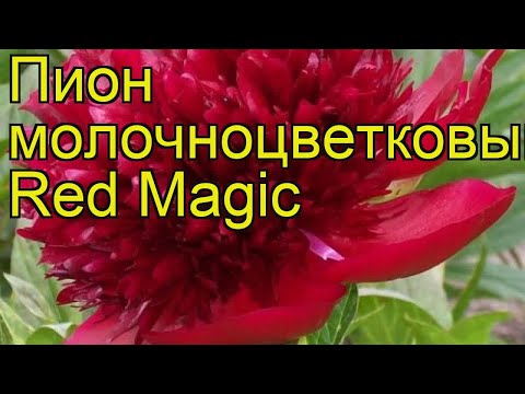 Peony Red Magic (Red Magic): photo and description, reviews