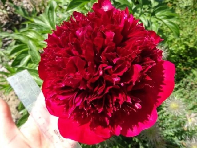 Peony Red Magic (Red Magic): photo and description, reviews