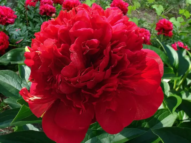 Peony Red Magic (Red Magic): photo and description, reviews