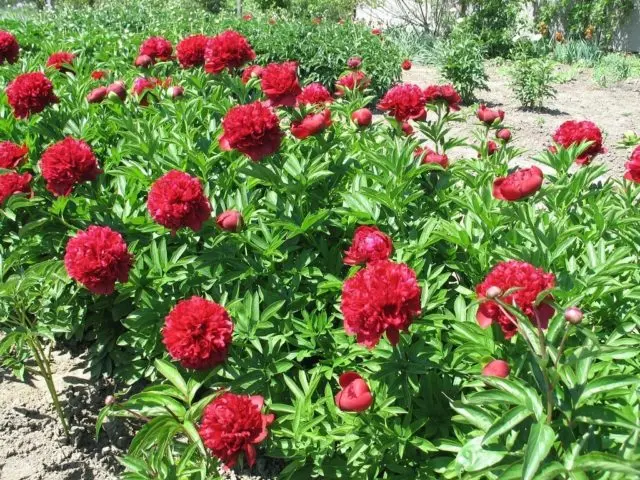 Peony Red Spider: photo and description, reviews