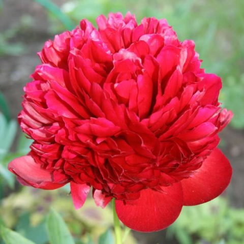 Peony Red Spider: photo and description, reviews