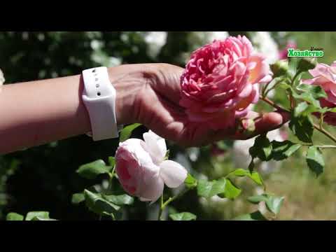 Peony roses: flower care features