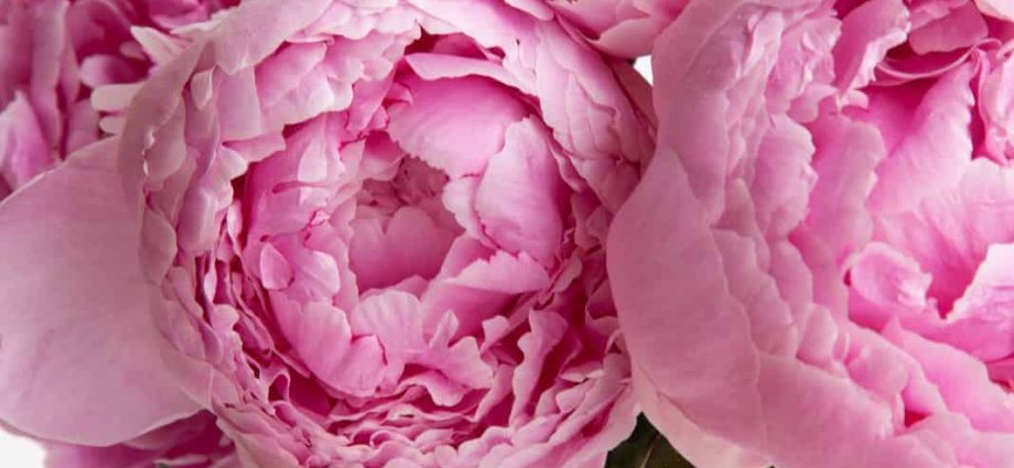 Peony roses: flower care features