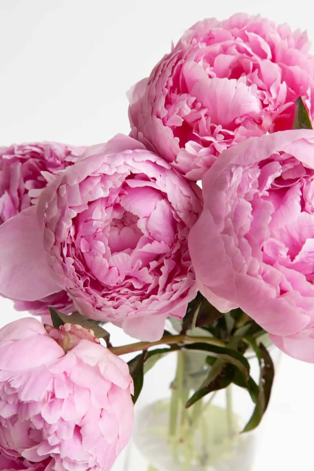 Peony roses: flower care features