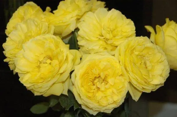 Peony roses: variety name with photo