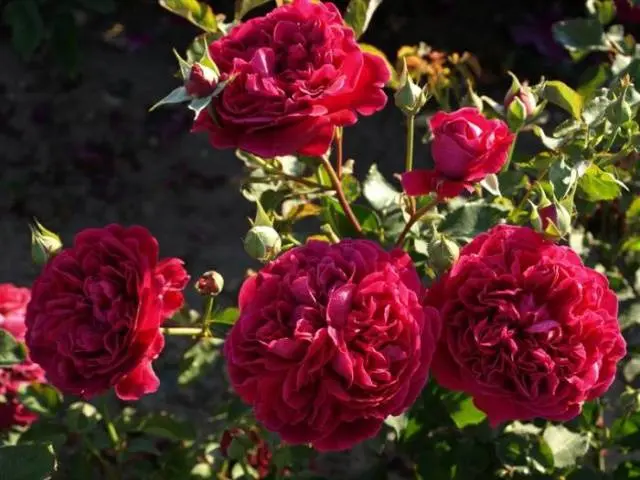 Peony roses: variety name with photo