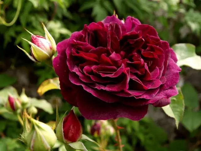 Peony roses: variety name with photo