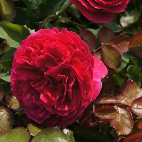 Peony roses: variety name with photo