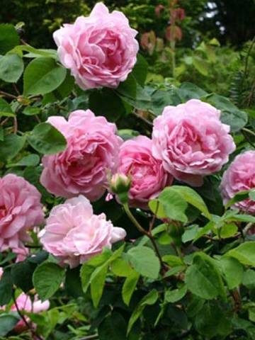 Peony roses: variety name with photo