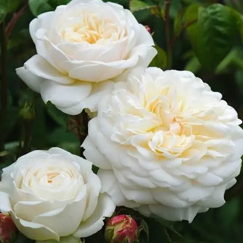 Peony roses: variety name with photo