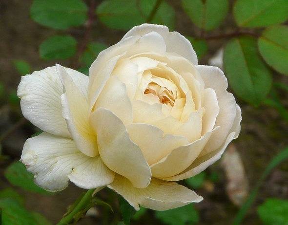 Peony roses: variety name with photo