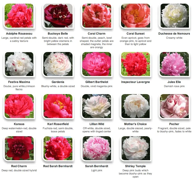 Peony roses: variety name with photo