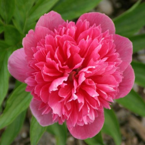 Peony Rosi Plena (Rosea Plena): photo and description, reviews