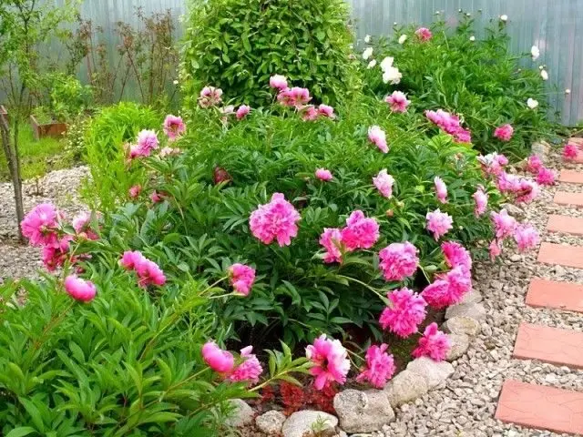 Peony Rosi Plena (Rosea Plena): photo and description, reviews