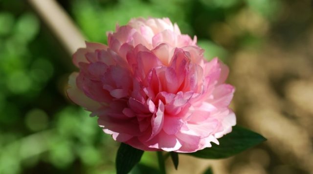 Peony Salmon Glory: photo and description, reviews