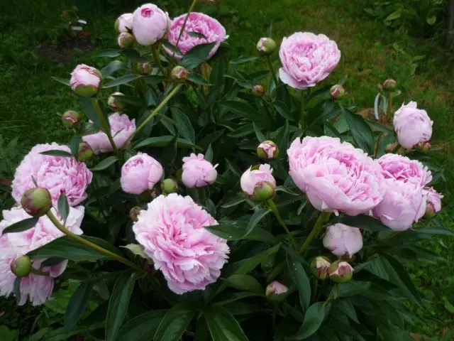 Peony Sarah Bernhardt: photo and description, reviews