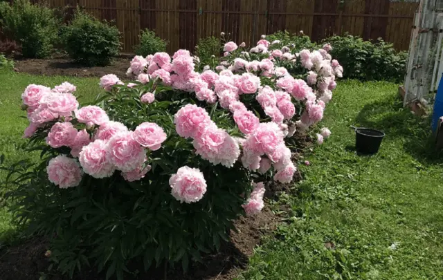 Peony Sarah Bernhardt: photo and description, reviews