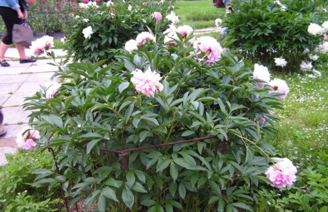 Peony Sarah Bernhardt: photo and description, reviews