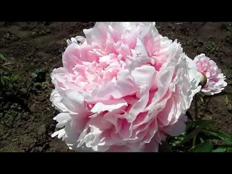 Peony Sarah Bernhardt: photo and description, reviews