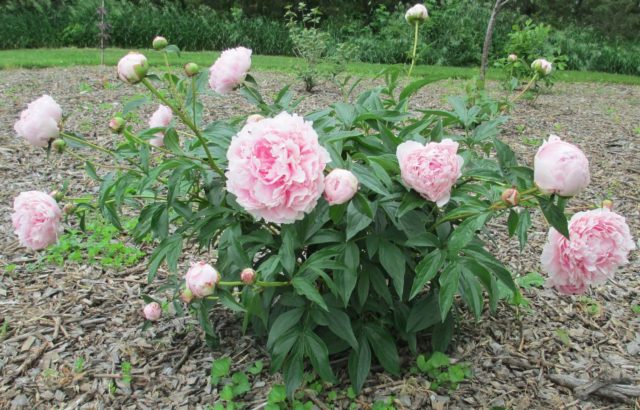 Peony Sarah Bernhardt: photo and description, reviews