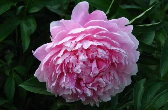 Peony Sarah Bernhardt: photo and description, reviews