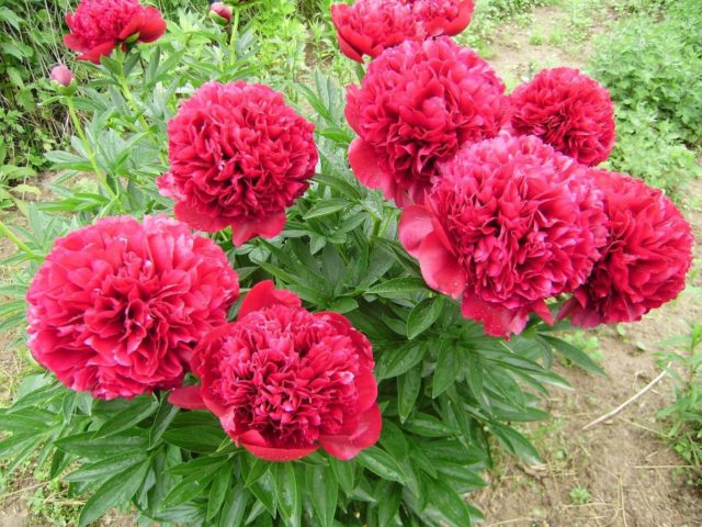 Peony Sarah Bernhardt: photo and description, reviews