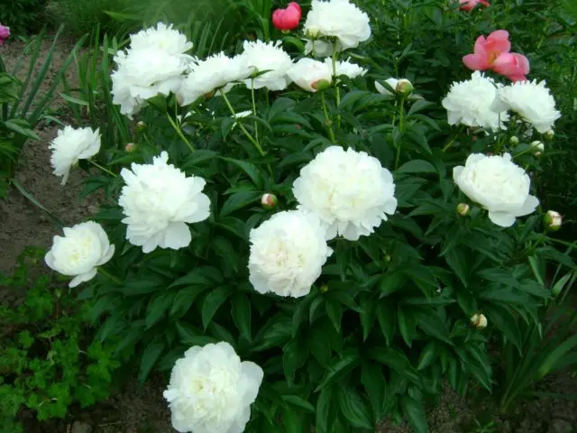 Peony Sarah Bernhardt: photo and description, reviews