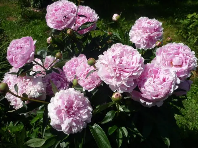 Peony Sarah Bernhardt: photo and description, reviews