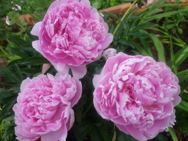 Peony Sarah Bernhardt: photo and description, reviews