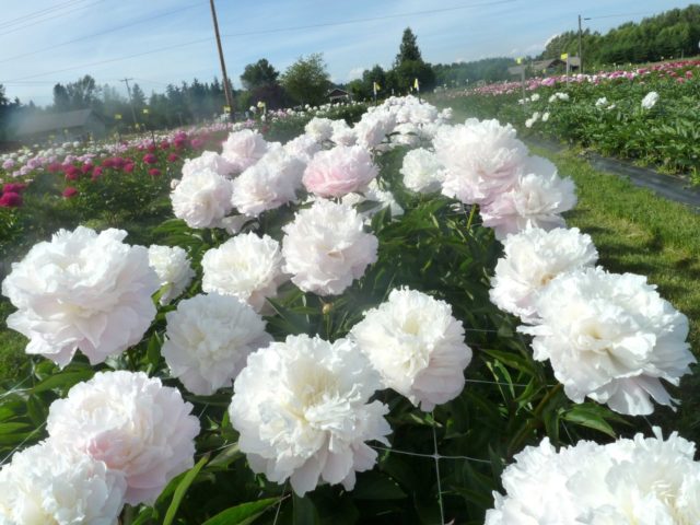 Peony Shirley Temple: photo and description, reviews