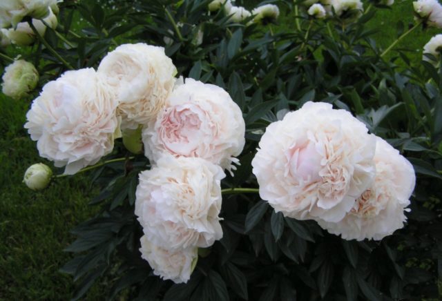 Peony Solange: photo and description, reviews