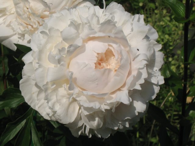 Peony Solange: photo and description, reviews