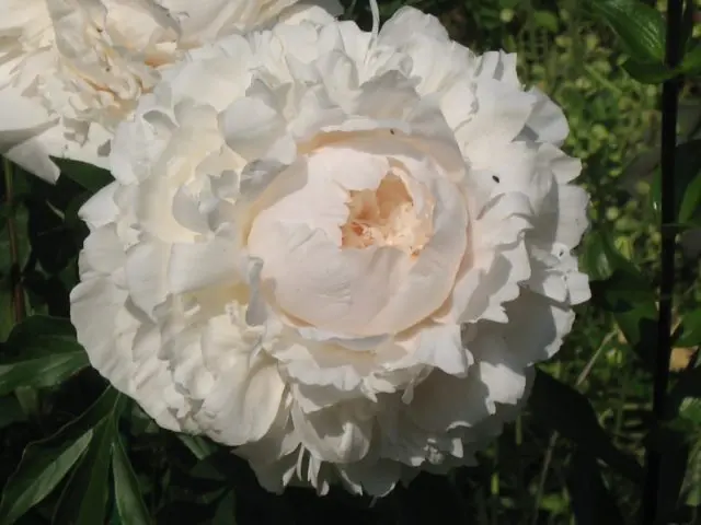 Peony Solange: photo and description, reviews