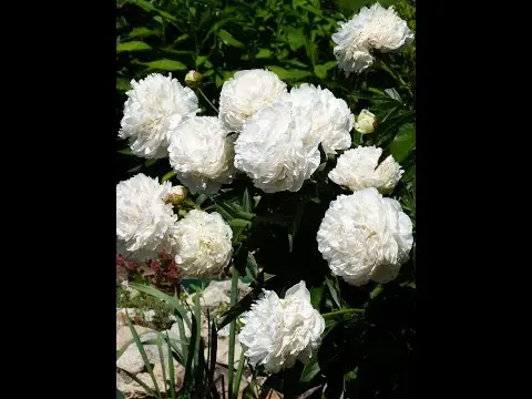 Peony Solange: photo and description, reviews