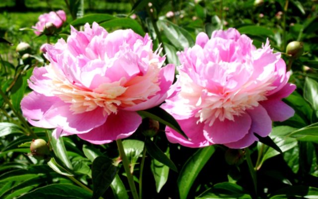 Peony Sorbet: description and photo, reviews