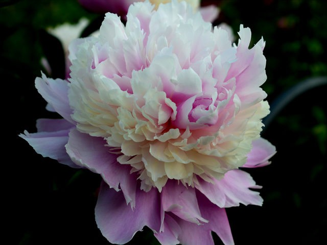 Peony Sorbet: description and photo, reviews