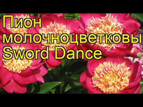 Peony Sword Dance (Sword Dance): photo and description, reviews