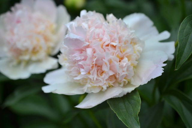 Peony Top Brass: photo and description, reviews