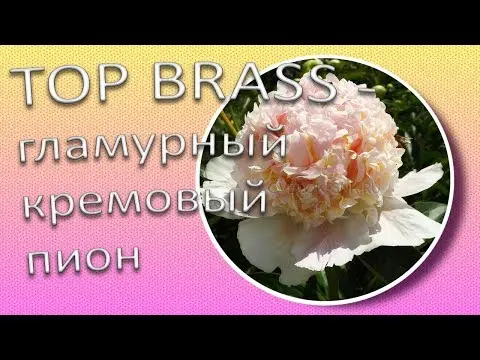 Peony Top Brass: photo and description, reviews