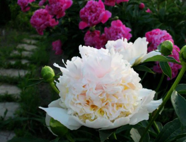 Peony Top Brass: photo and description, reviews