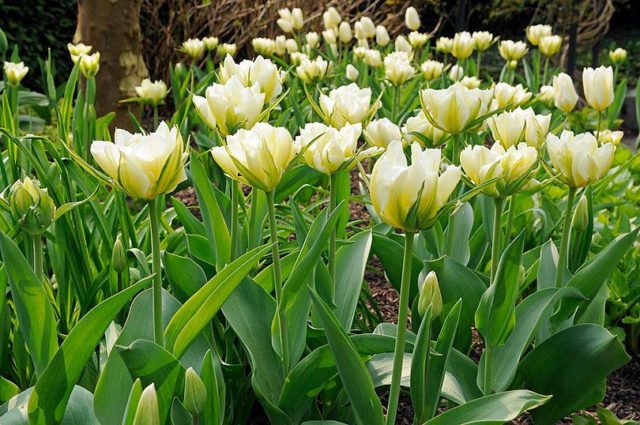 Peony tulips: photo, planting and care, varieties