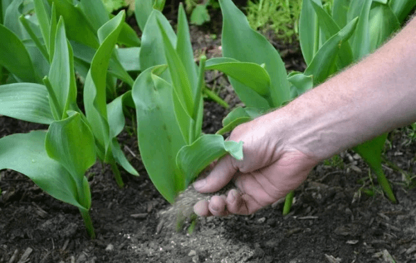 Peony tulips: photo, planting and care, varieties