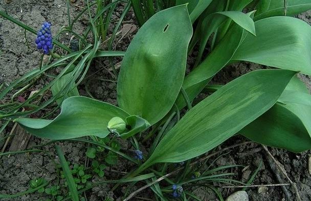 Peony tulips: photo, planting and care, varieties