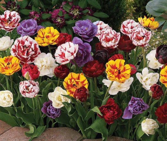 Peony tulips: photo, planting and care, varieties