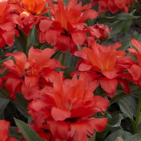 Peony tulips: photo, planting and care, varieties