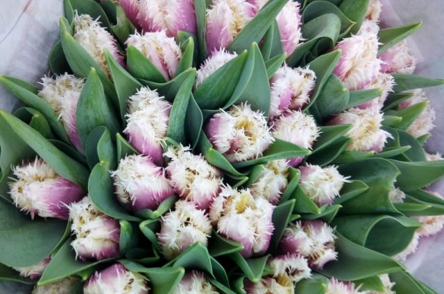 Peony tulips: photo, planting and care, varieties